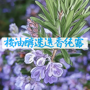 摩洛哥桉油醇迷迭香纯露微量精油头屑控油按迷纯露进口有机高品质