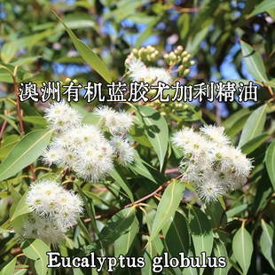 澳洲蓝胶尤加利单方精油提神醒脑香薰减缓压力蓝桉呼吸道芳疗油