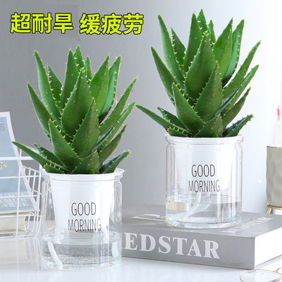 芦荟盆栽室内好养活净化空气植物办公桌仙人掌多肉四季好养花卉