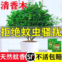 正宗清香胡椒木盆栽花卉室內(nèi)外驅(qū)蚊草植物樹苗老樁盆景九里香綠植