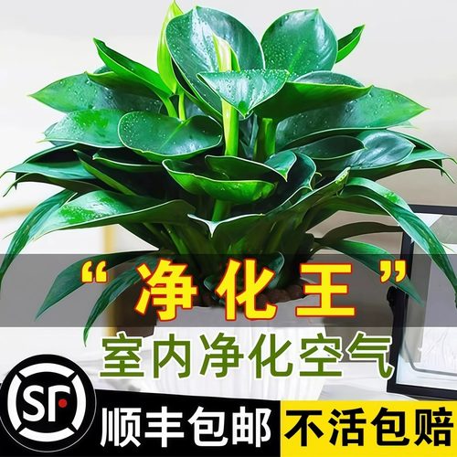 铂金钻盆栽绿萝箩花卉植物室内花水培绿植多肉好养发财树高颜值花