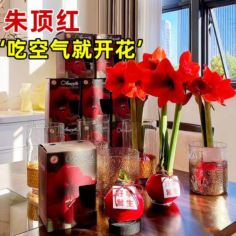 朱顶红种球蜡球进口重瓣球根花卉植物室内年宵花