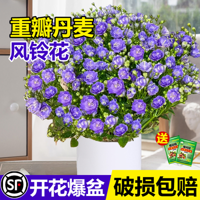 丹麦风铃花盆栽花卉植物室内鲜花高颜值花重瓣梦露紫风铃草易活