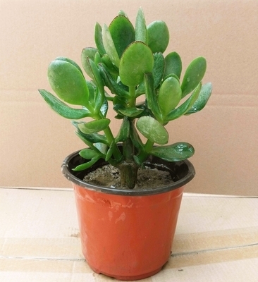 。大叶玉树盆栽阳台室内绿植办公室花卉多肉植物燕子掌金枝玉叶盆