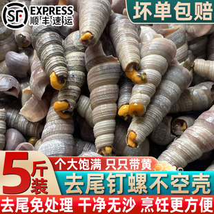 钉螺新鲜鲜活去尾钉螺鲜活钉螺贝类螺类海鲜海瓜子海螺丝烧烤批发