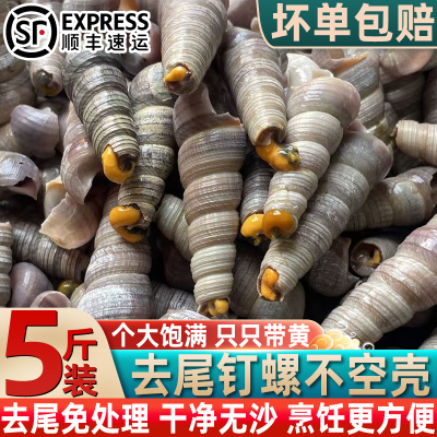 新鲜去尾钉螺海瓜子烧烤批发