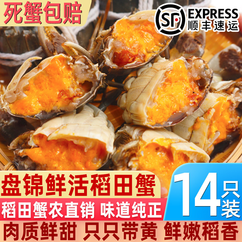 鲜活盘锦河蟹六月黄公蟹鲜活净重无绳螃蟹壳薄肉嫩死蟹包赔顺丰