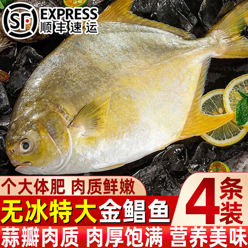 无冰大号金鲳鱼冷冻海鲜