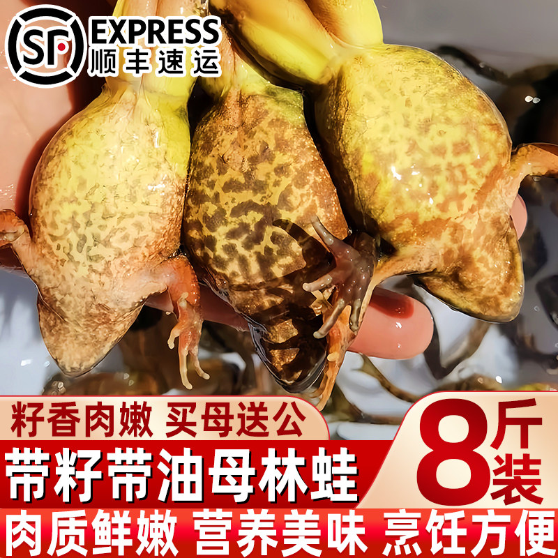 东北林蛙蛤蟆母豹子雪蛤鲜活速冻黄肚皮林蛙母蛙满油满籽鲜冻发货