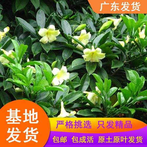 非洲茉莉花苗盆栽大型绿植物室内外好养小苗包邮华灰莉木庭院花卉