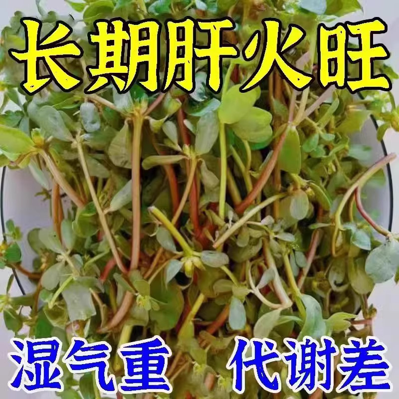 【经常上火】金银花降火菊花蒲公英决明子薄荷清热去火去五脏之火