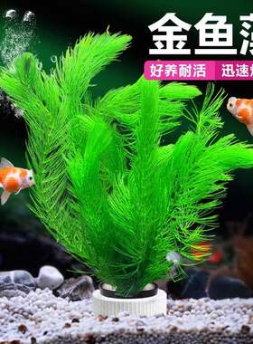 金鱼草水草大全增氧绿植懒人水培鱼缸布景水草组合孔雀鱼金鱼藻