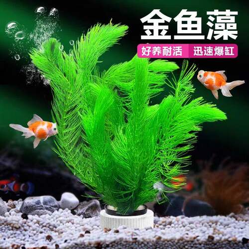 金鱼草水草大全增氧绿植懒人水培鱼缸布景水草组合孔雀鱼金鱼藻