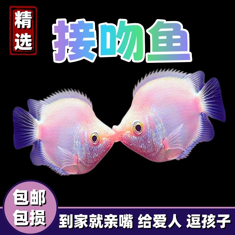 接吻鱼热带观赏鱼淡水活体鱼苗好养耐活小型热带鱼亲嘴鱼宠物金鱼