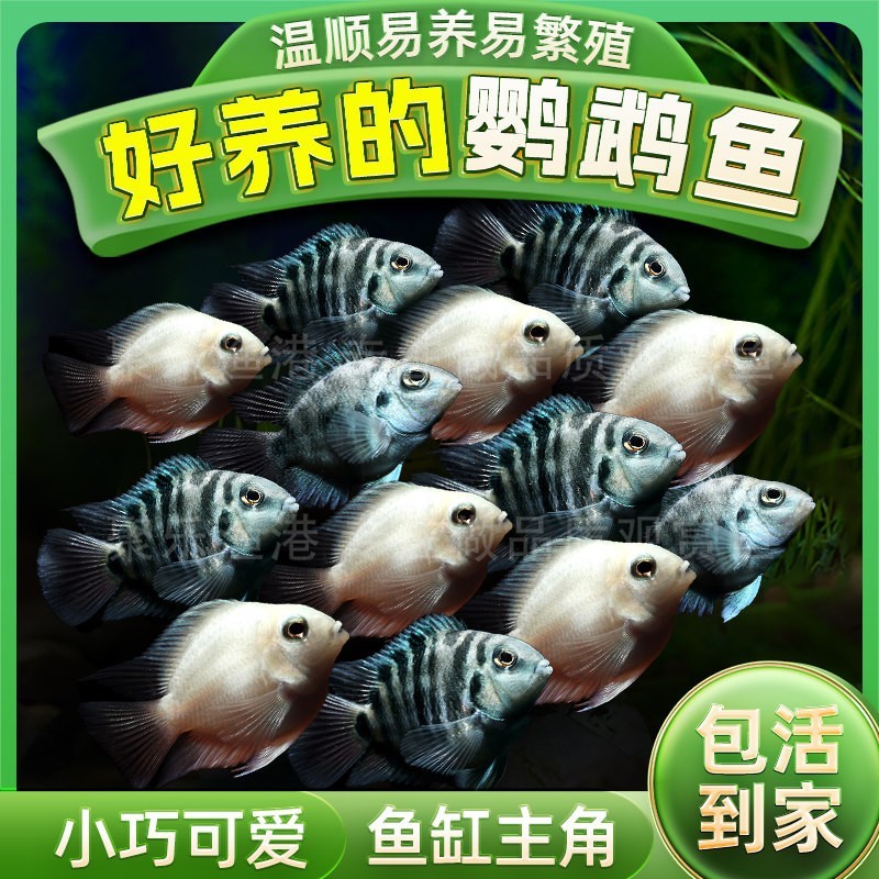 迷你鹦鹉鱼苗观赏鱼耐活小型热带鱼淡水鹦鹉鱼宝蓝白金可繁殖种鱼