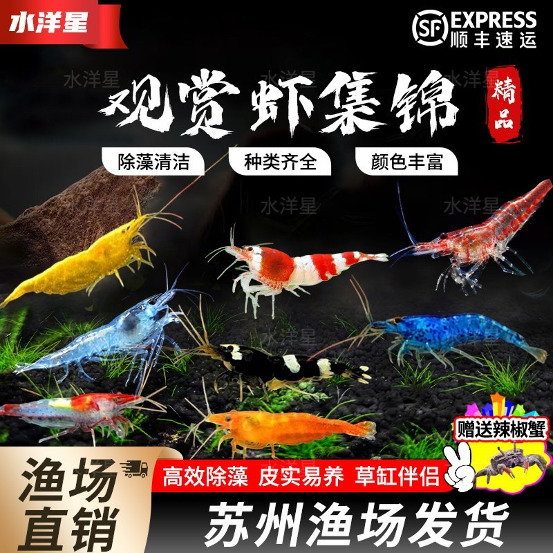 热带观赏虾活体淡水宠物黑壳虾虾草缸除藻虾工具虾金背虾极火