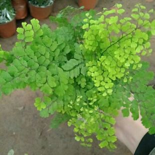 铁线蕨盆栽净化空气吸甲醛植物办公室新房花卉室内绿植四季 常青