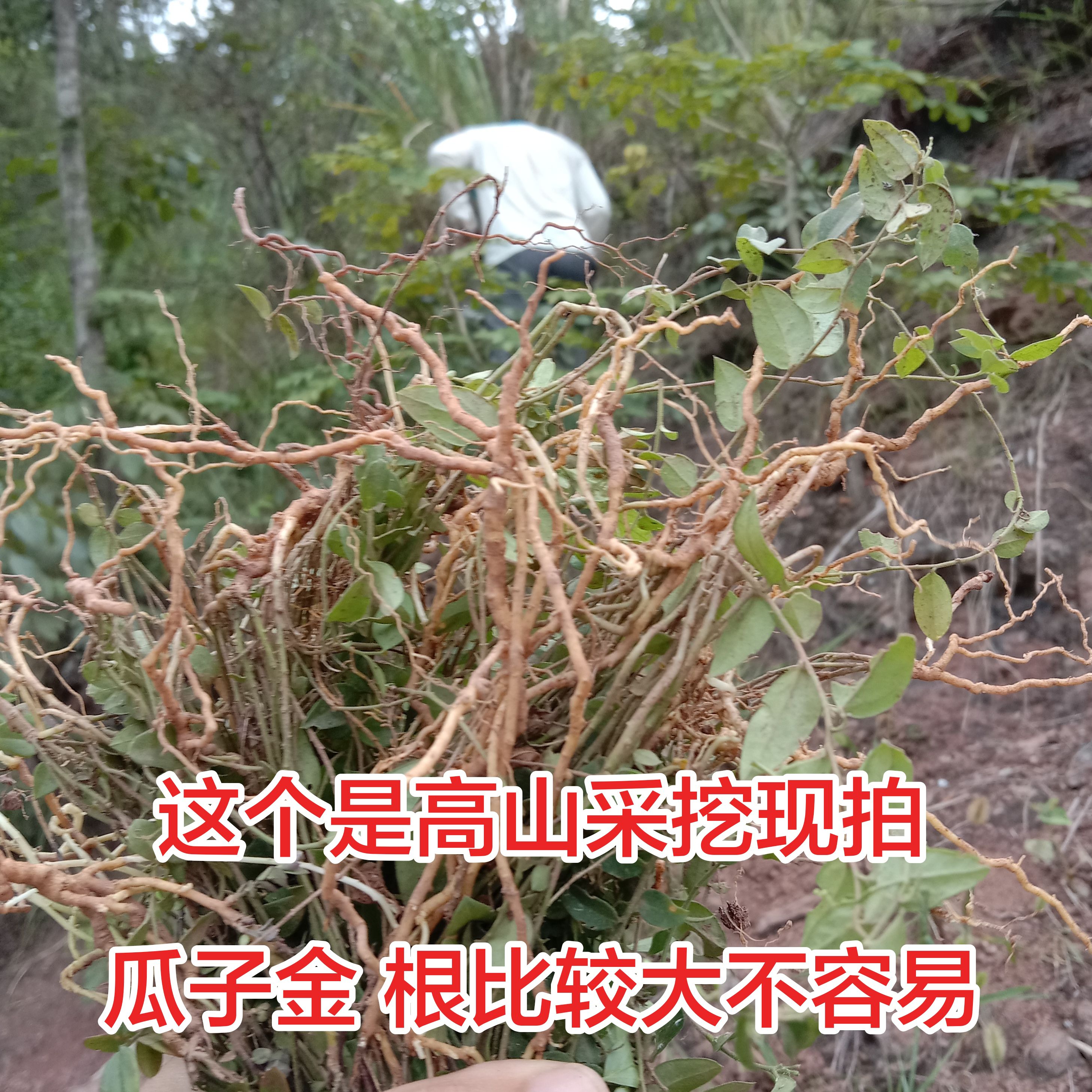 四川野外瓜子金中草药新鲜金钥匙草泡茶银不换惊风草神砂草表沙药