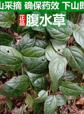 深山新鲜腹水草翠梅草梅叶伸筋草多穗草两头爬现采仙人搭桥仙桥草