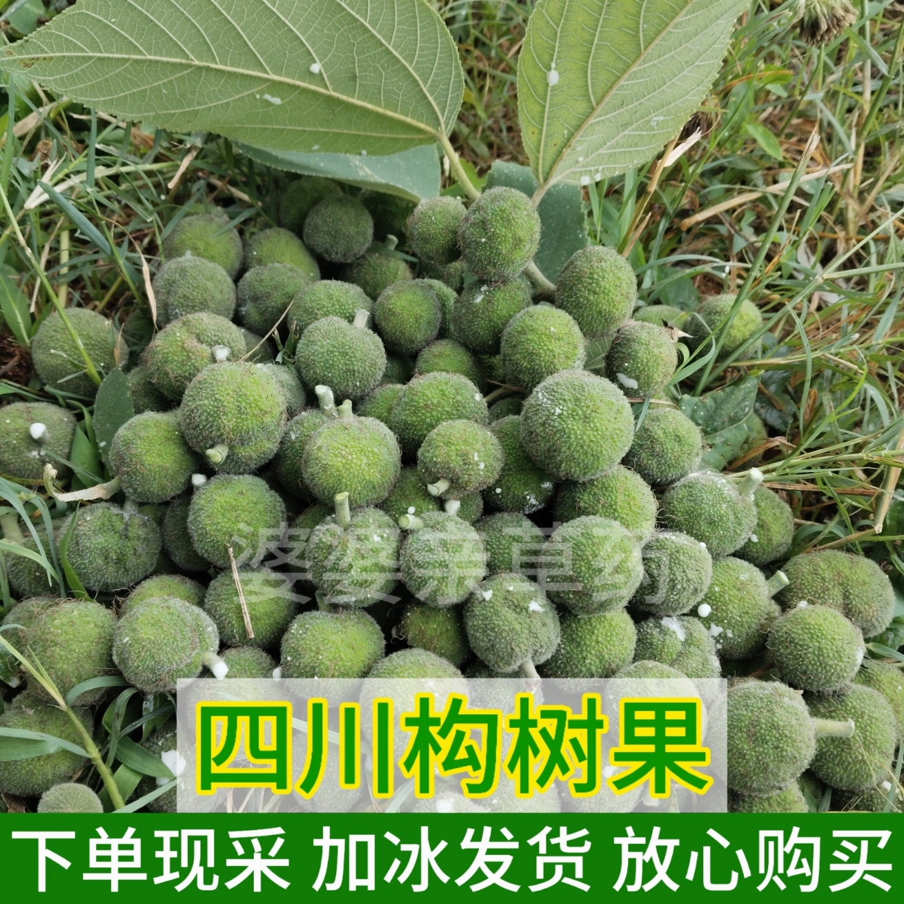 四川正宗构树果实楮实子深山构树叶新鲜中药材构树皮现采中药材