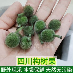 四川正宗构树果实深山构树叶新鲜中药材楮实子构树皮现采构树汁