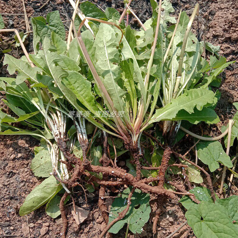 四川新鲜蒲公英中草药