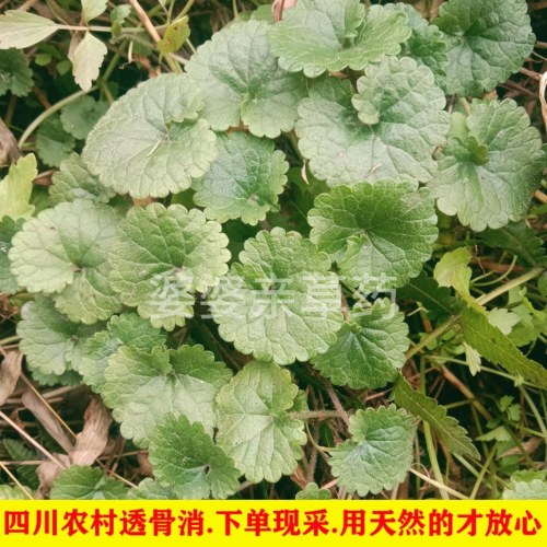 深山新鲜大透骨消中药材驳骨消草天然金钱薄荷连钱草见肿消连线草
