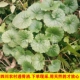 深山新鲜透骨消中药材骨消草天然金钱薄荷连钱草驳见肿消连线草