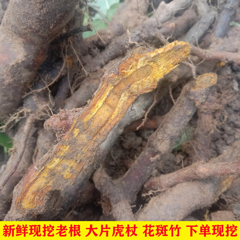 虎杖老根新鲜酸桐杆花斑竹中药材现挖虎杖的功效苦杖正品500g