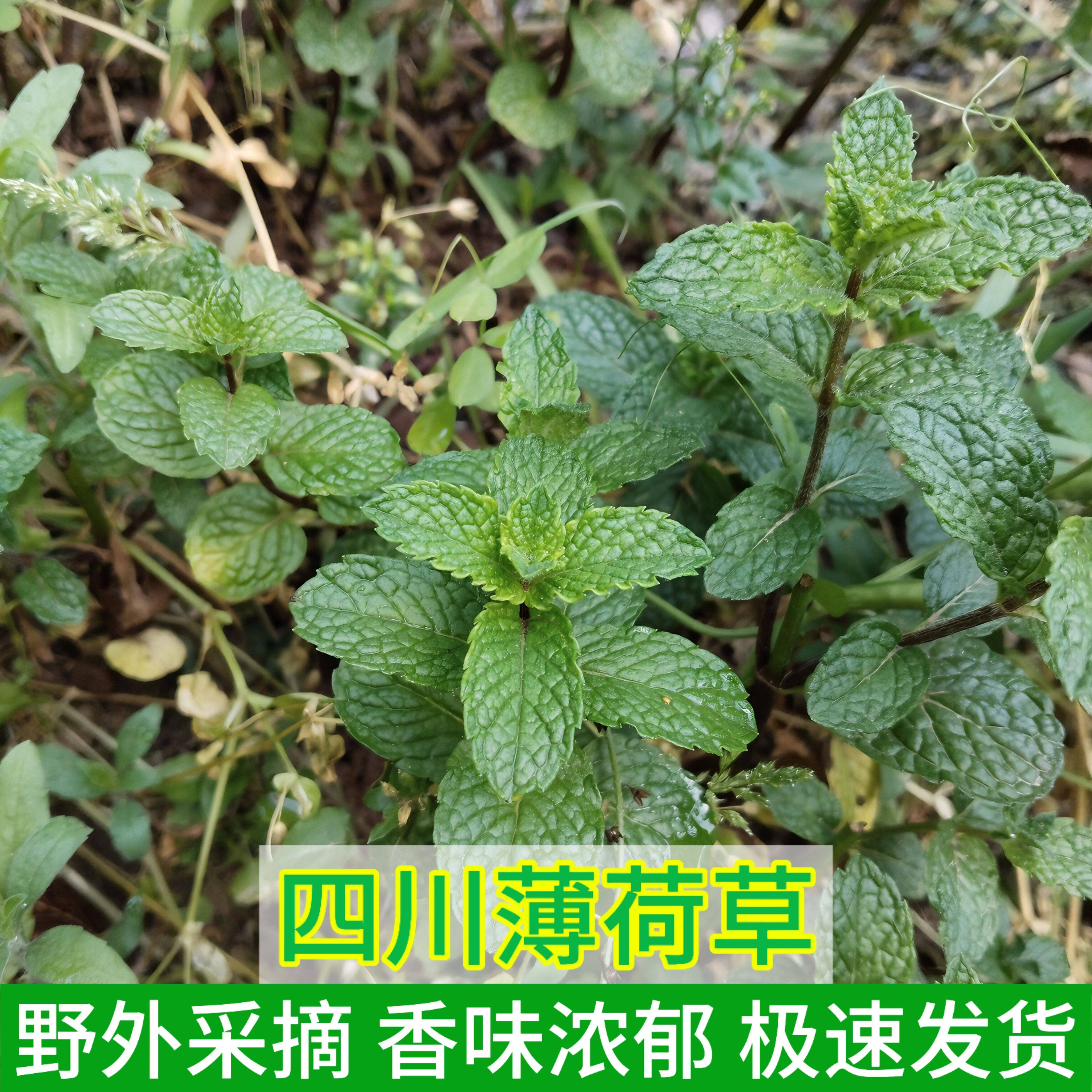 四川新鲜薄荷苗中药材薄荷叶薄荷梗荷叶泡茶食用特级烘焙泡酒