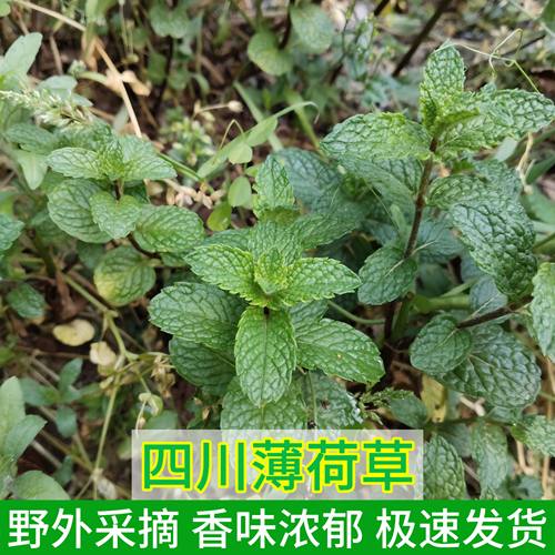 四川新鲜薄荷苗中药材薄荷叶薄荷梗荷叶泡茶食用特级烘焙泡酒