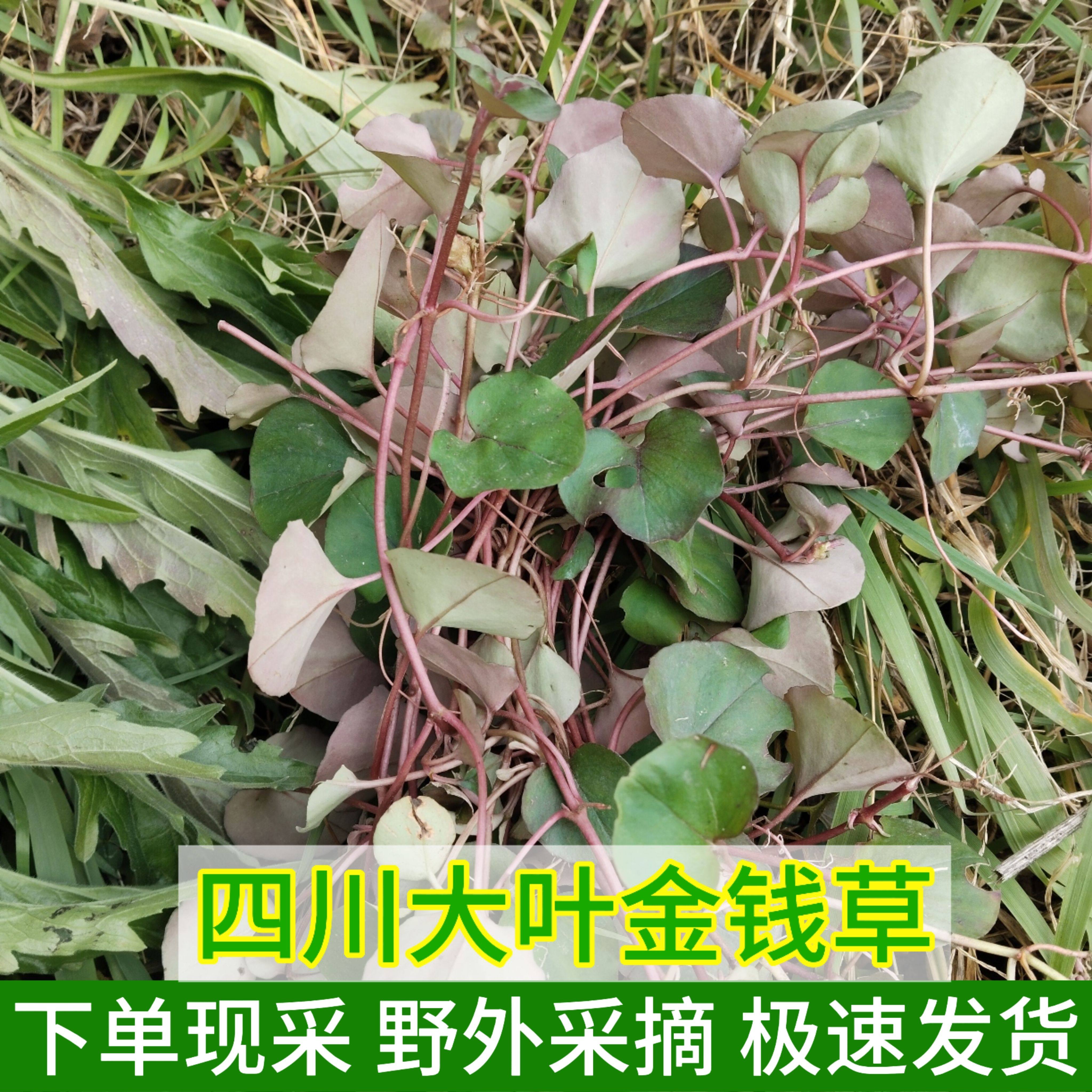 四川深山大叶金钱草苗中草药新鲜现采过路黄全株马蹄金草镜面草