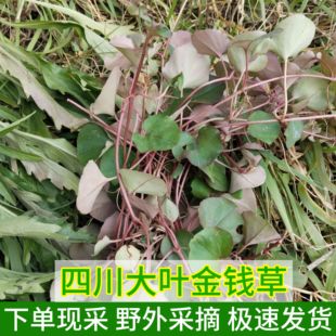 四川深山大叶金钱草苗中草药新鲜现采过路黄全株马蹄金草镜面草