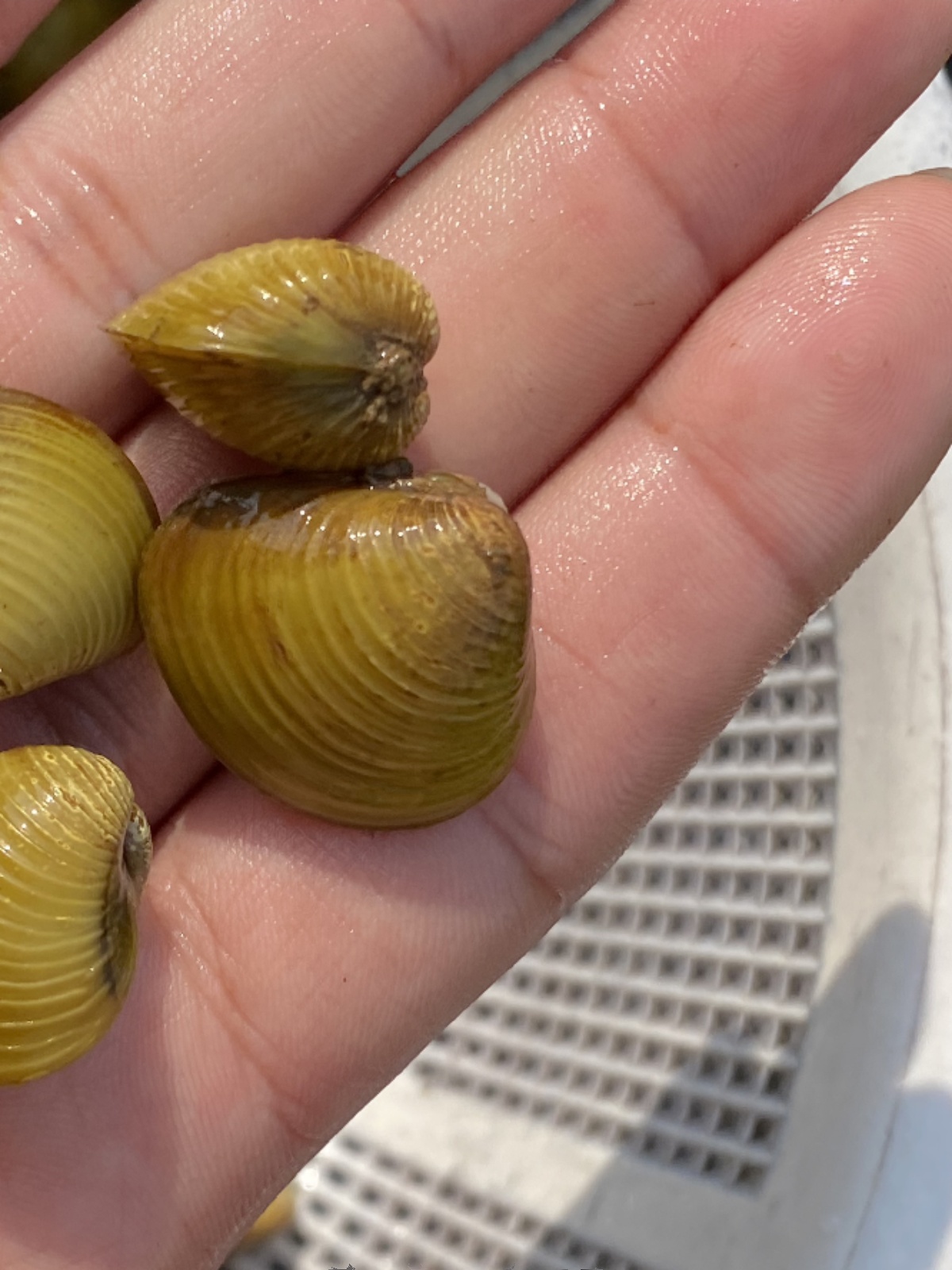 溪流黄金蚬河蚬河蚌淡水原生净化水质小型观赏螺除藻除绿鳑鲏繁殖