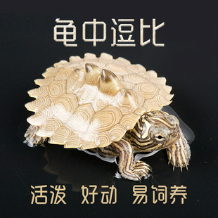 密西西比地图乌龟苗活物小宠物龟招财龟外塘观赏深水黄耳吃鱼粪龟