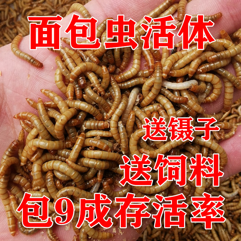 面包虫活虫 鲜活黄粉虫鹦鹉龙鱼乌龟鸟食仓鼠蜥蜴活体宠物饲料