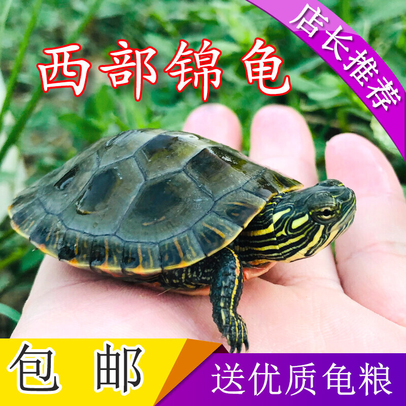 外塘西锦龟活物深水龟宠物龟小乌龟活体观赏龟红腹东锦龟苗招财龟