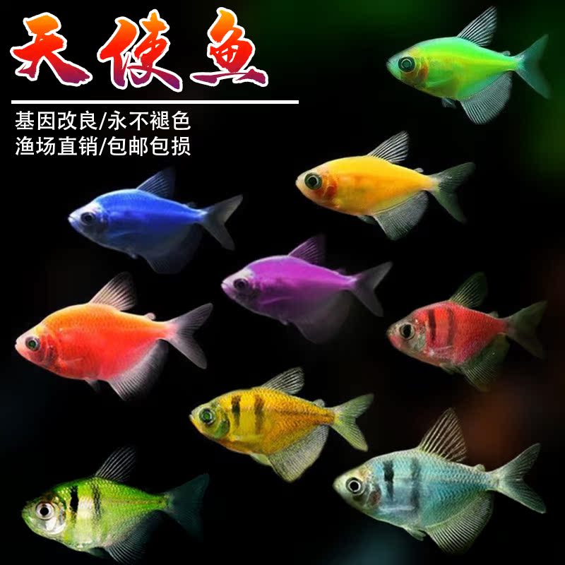 天使鱼七彩鱼柠檬青苹果柠檬绿老虎灯科鱼孔雀斑马小型热带观赏鱼