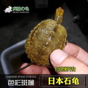 疯狂的龟 纯种发色日本石龟苗半水龟 杂食小乌龟活体宠物全品