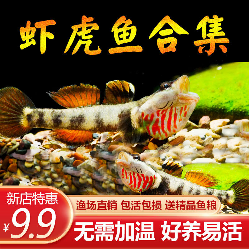 原生鱼虾虎鱼好养耐活溪流鱼冷水鱼