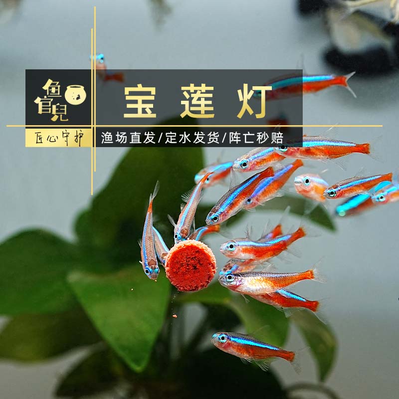 鱼官儿印尼宝莲灯小型热带观赏鱼野宝巴西宝莲灯绿莲灯红绿灯群游