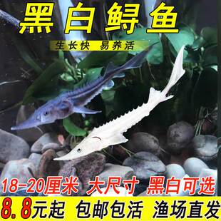 鲟鱼苗稀有罕见宠物白化鲟龙鱼中华鲟可食用淡水冷水养殖变异鲟鱼