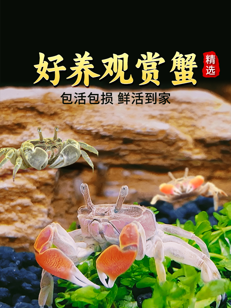 迷你蟹辣椒蟹鳌虾相手蟹草缸好养小宠物除藻可深水养殖淡水观赏蟹