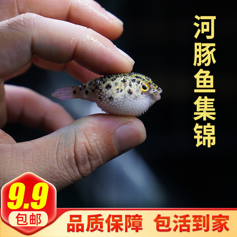 河豚鱼吃螺观赏鱼潜水艇活体巧克力娃娃会生气的鱼气泡鱼弓班狗头