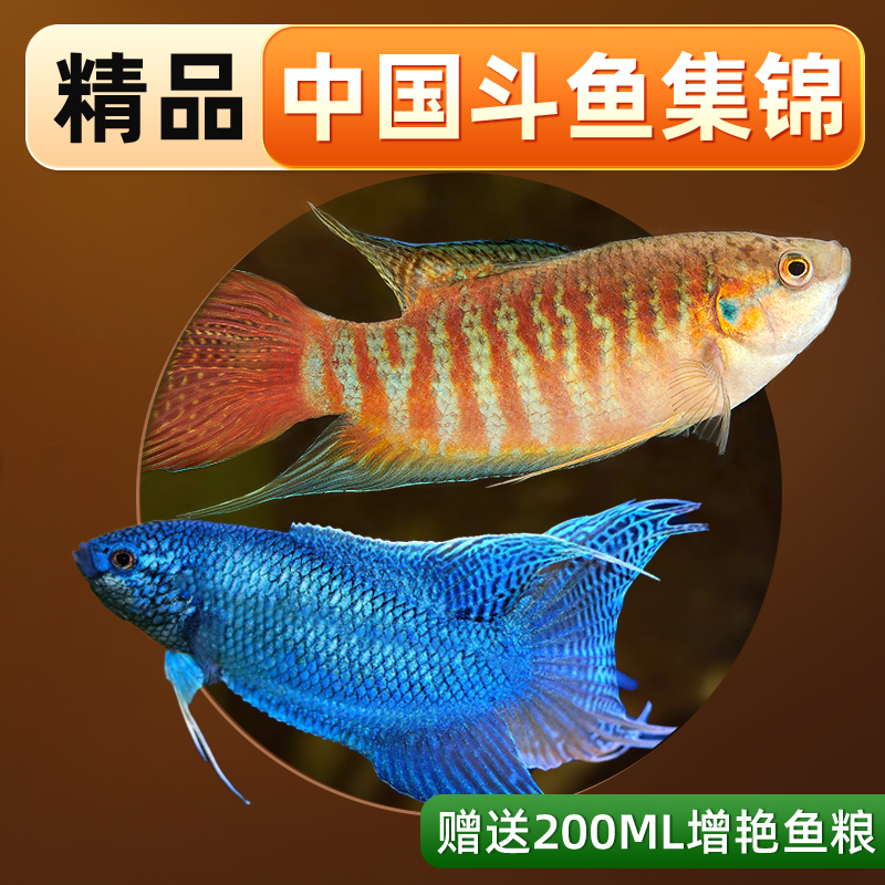 中国斗鱼活鱼冷水鱼淡水观赏鱼小型鱼好养耐活巨普国斗鱼苗宠物鱼