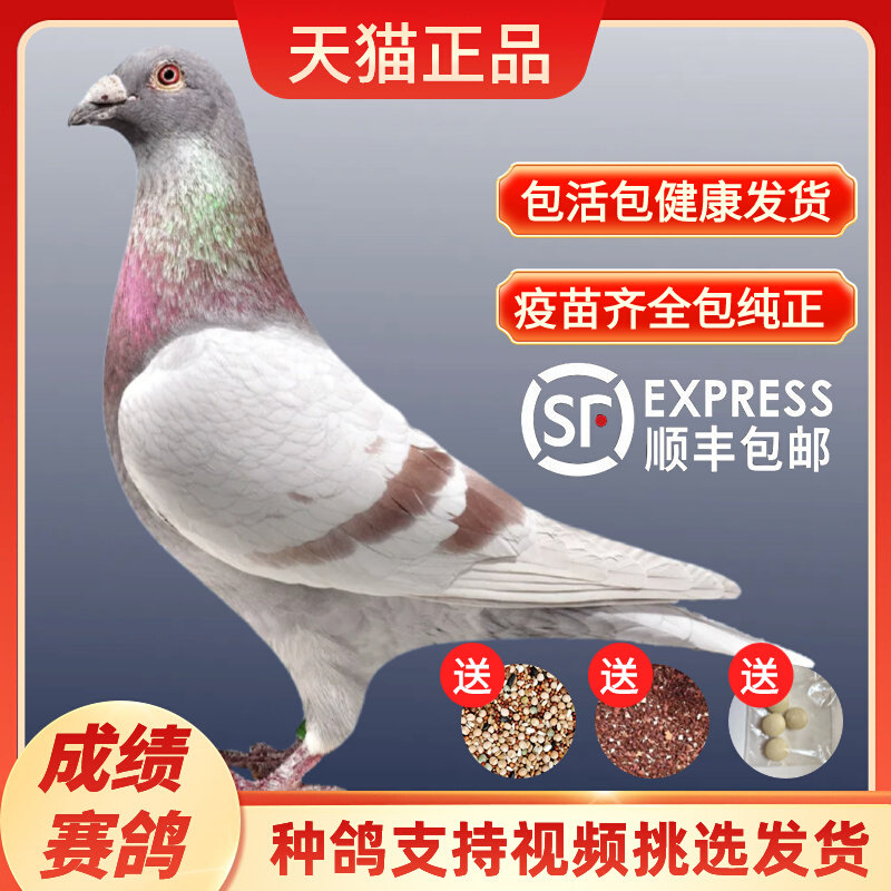 信鸽活体正宗赛鸽子活一对公母公棚原配种鸽纯血成绩鸽观赏鸽包邮