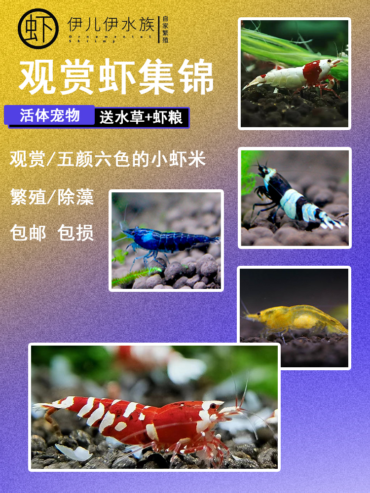 观赏虾鲜活好养冷水虾活虾淡水鱼缸观赏虾樱花虾除藻虾水晶虾极火