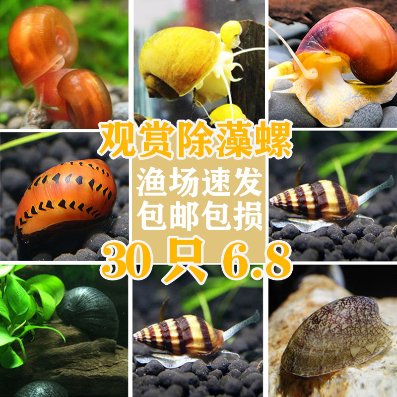 观赏螺淡水螺苹果神秘黄金斑马洋葱螺黑金刚彩蛋螺除藻工具螺活体