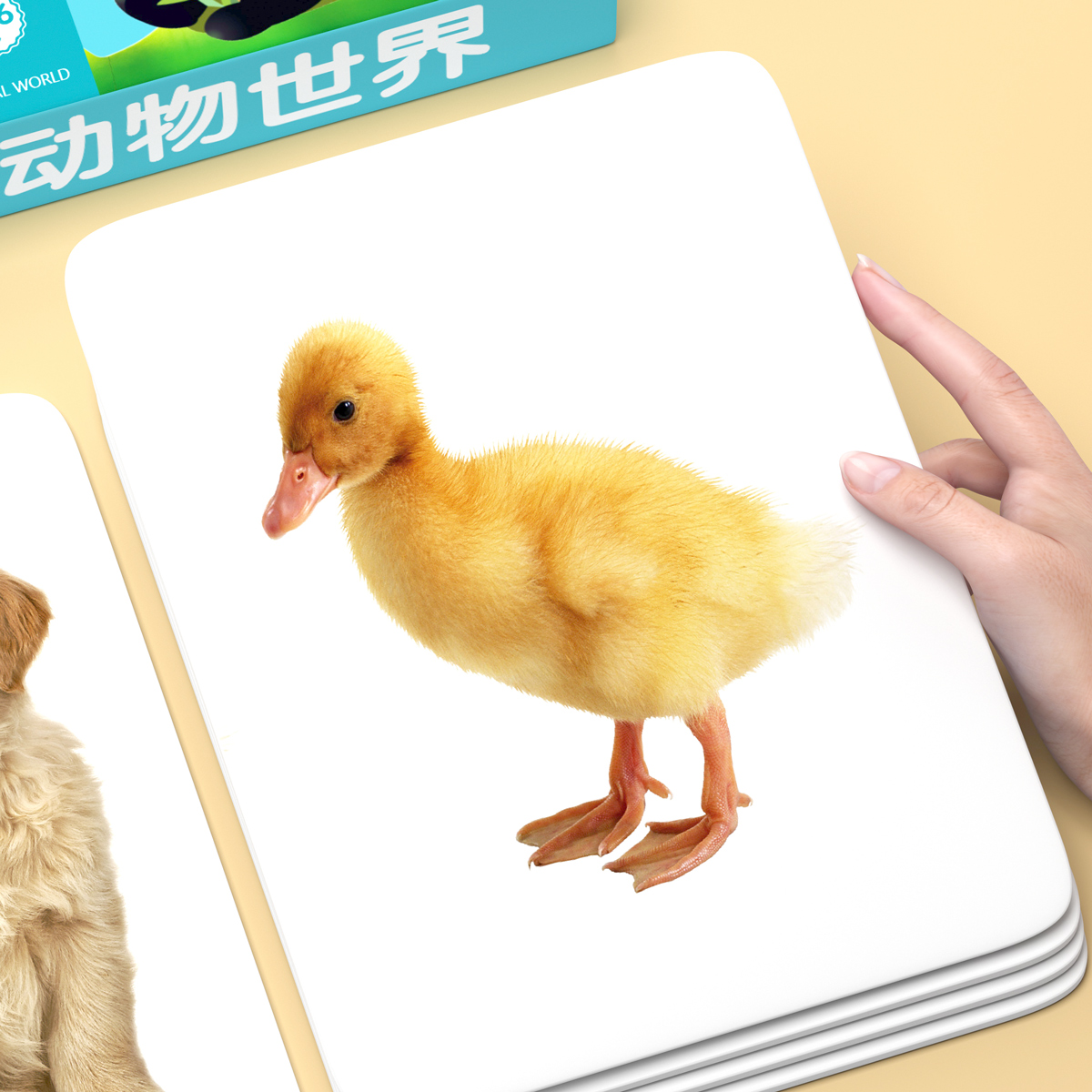 动物认知卡片宝宝早教卡