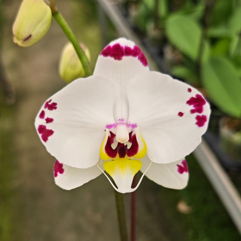 海蓝之谜蝴蝶兰 四季好养室内花卉绿植盆栽